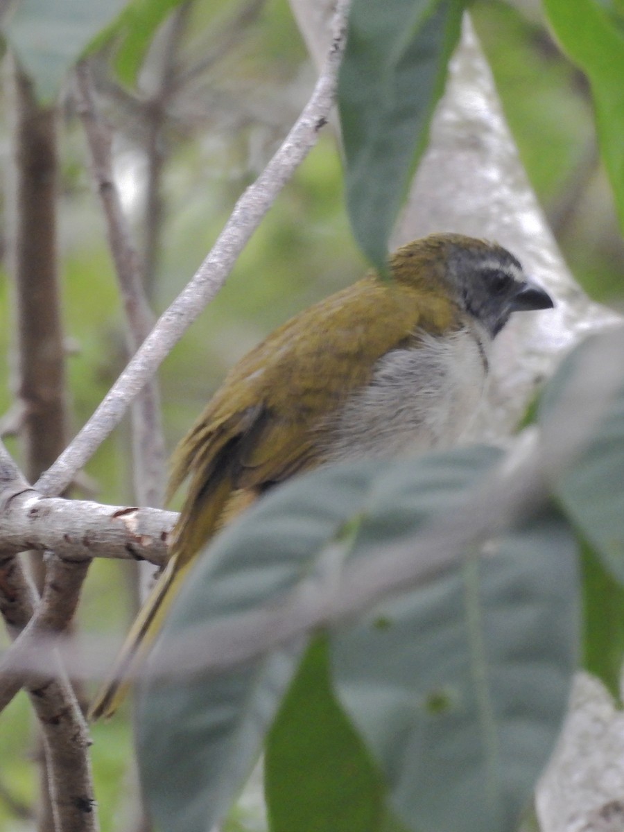 Buff-throated Saltator - ML622056794