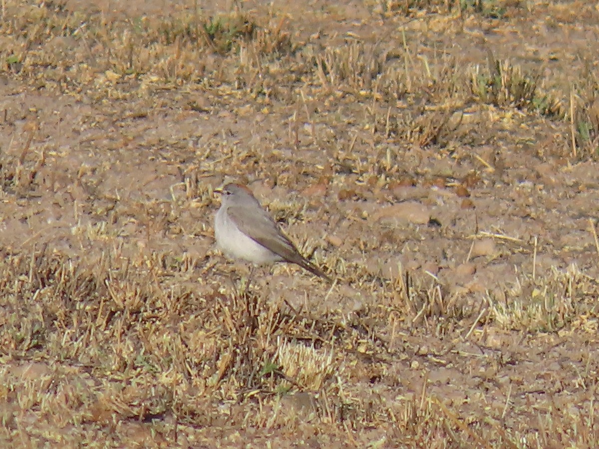 Rufous-naped Ground-Tyrant - ML622056796