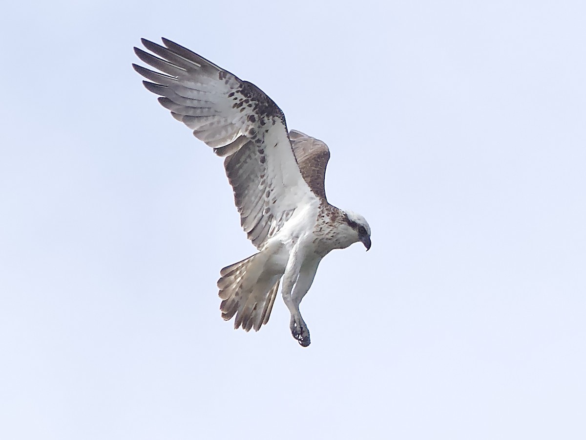 Osprey - ML622056799