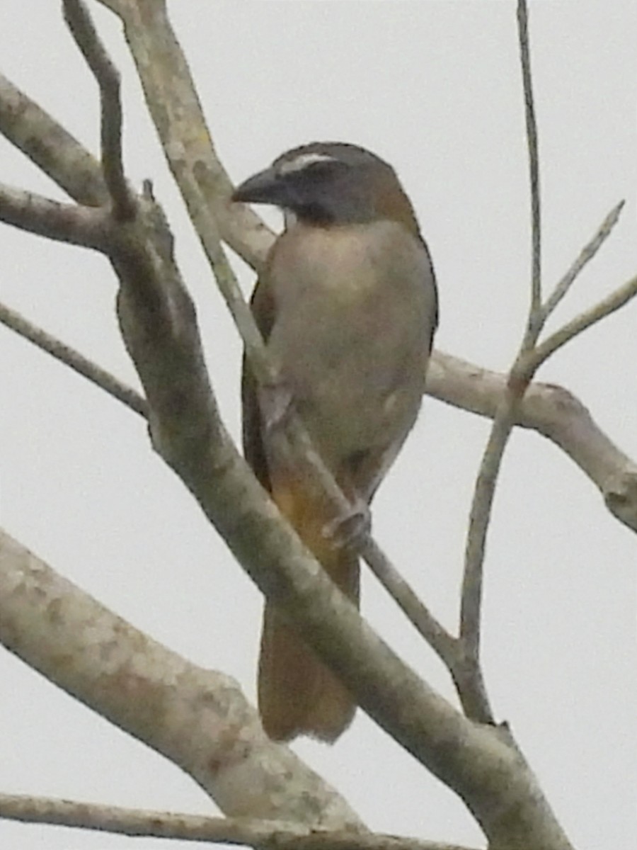 Buff-throated Saltator - ML622056801