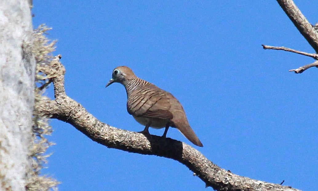 Zebra Dove - ML622056802