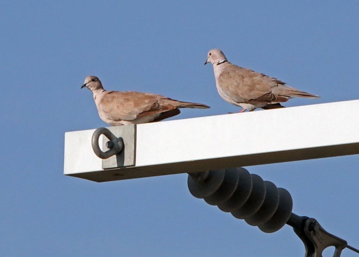 Eurasian Collared-Dove - ML622056803