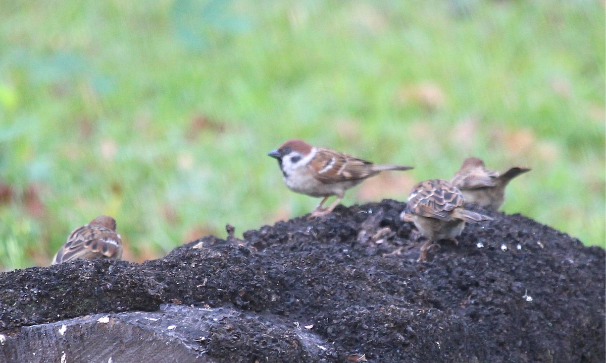 Eurasian Tree Sparrow - ML622056804