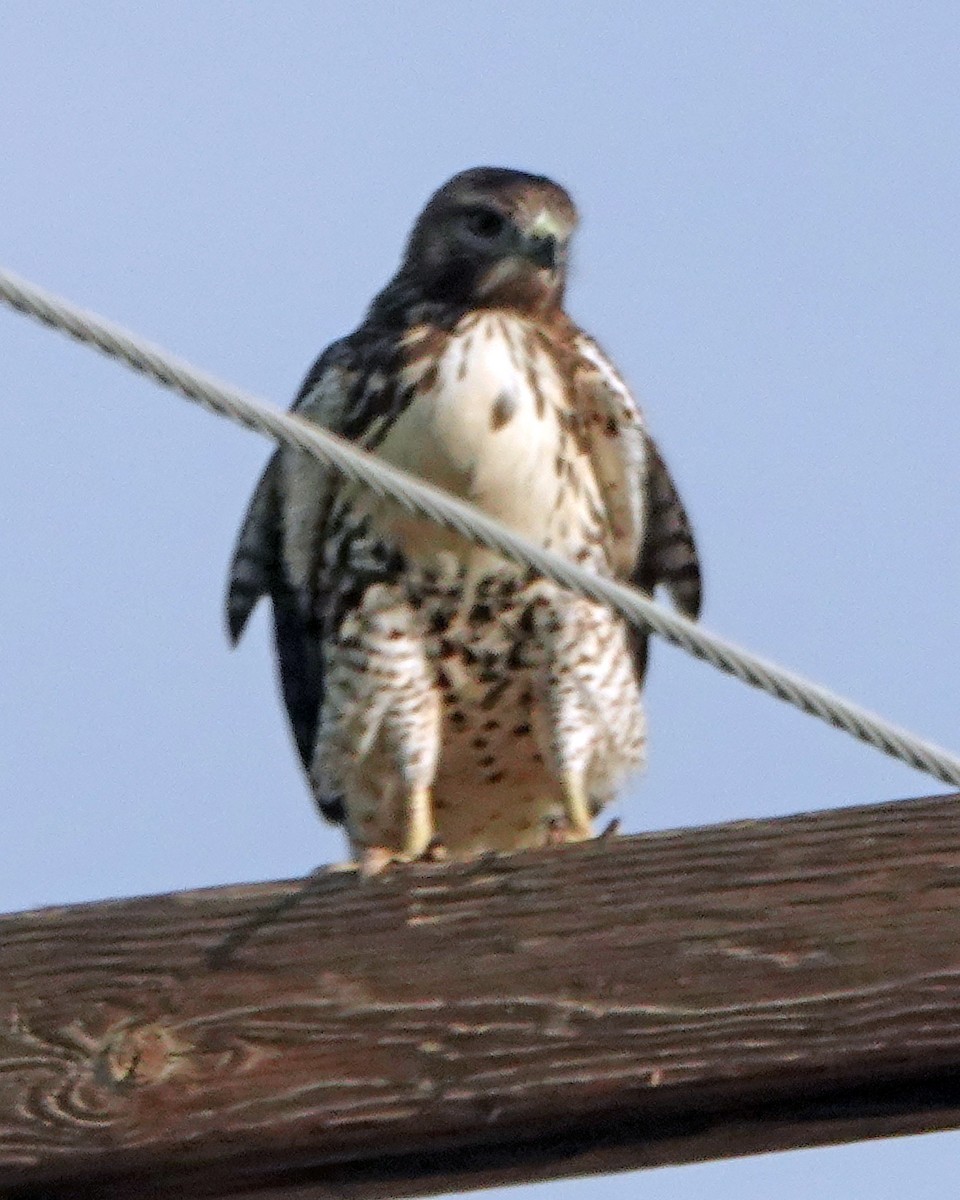 Swainson's Hawk - ML622056805