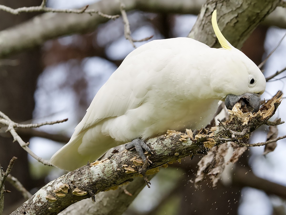 Sulphur-crested Cockatoo - Allan Johns