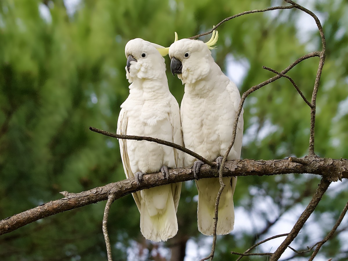 葵花鳳頭鸚鵡 - ML622056807