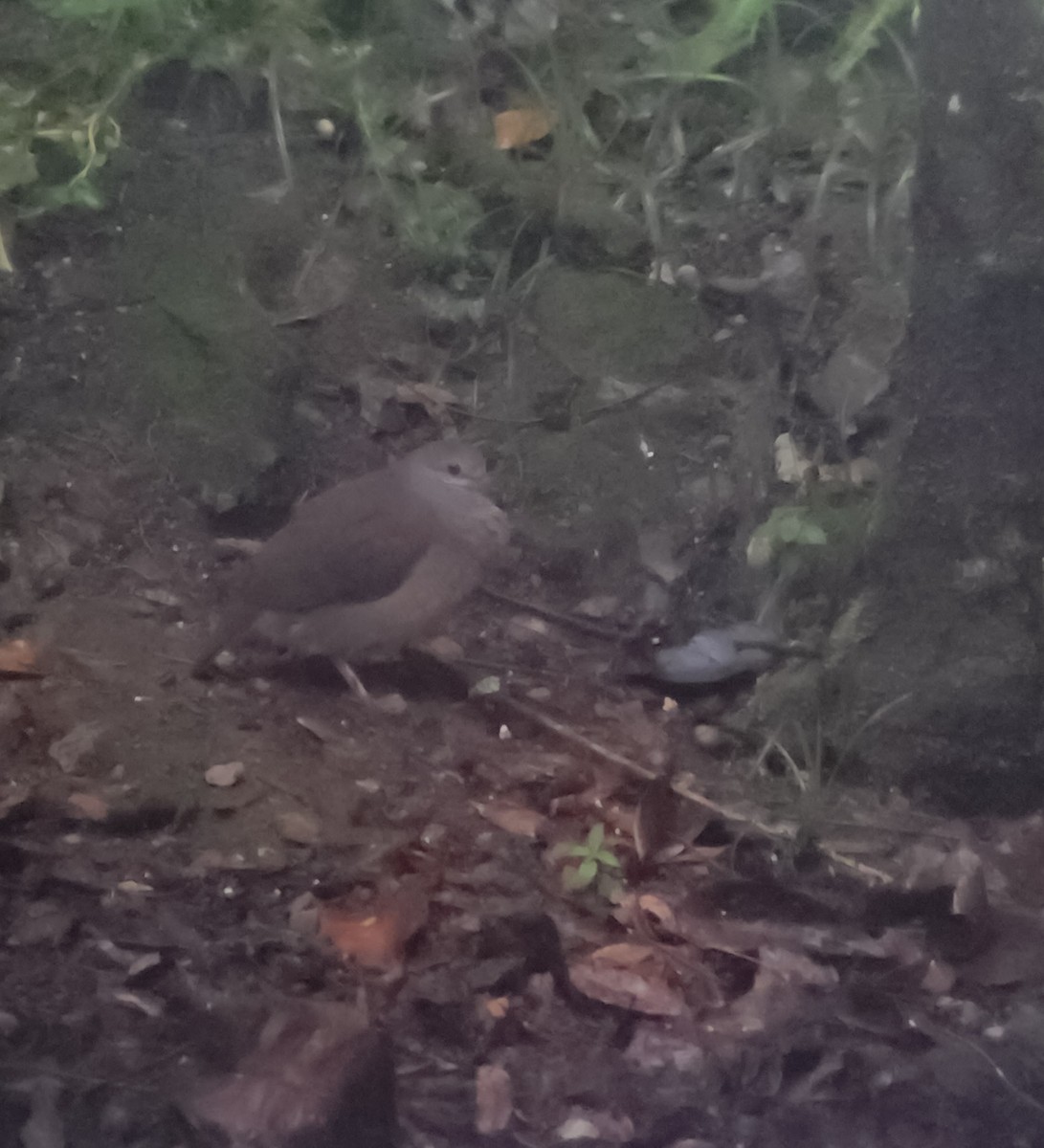 Buff-fronted Quail-Dove - ML622056808