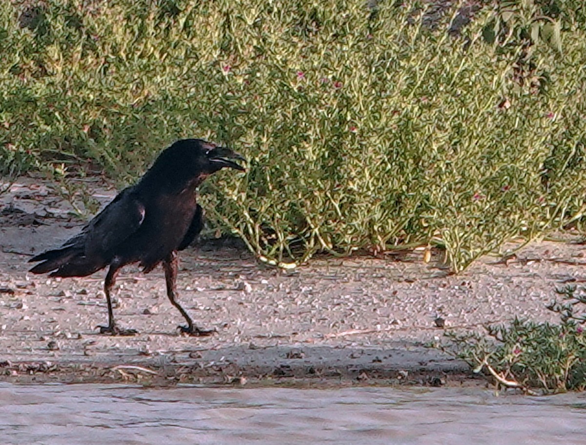 raven sp. - ML622056809