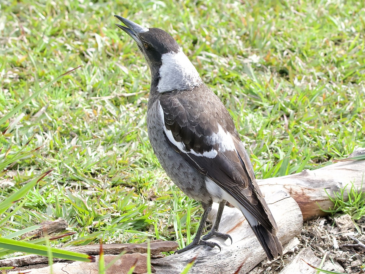 Australian Magpie - Allan Johns