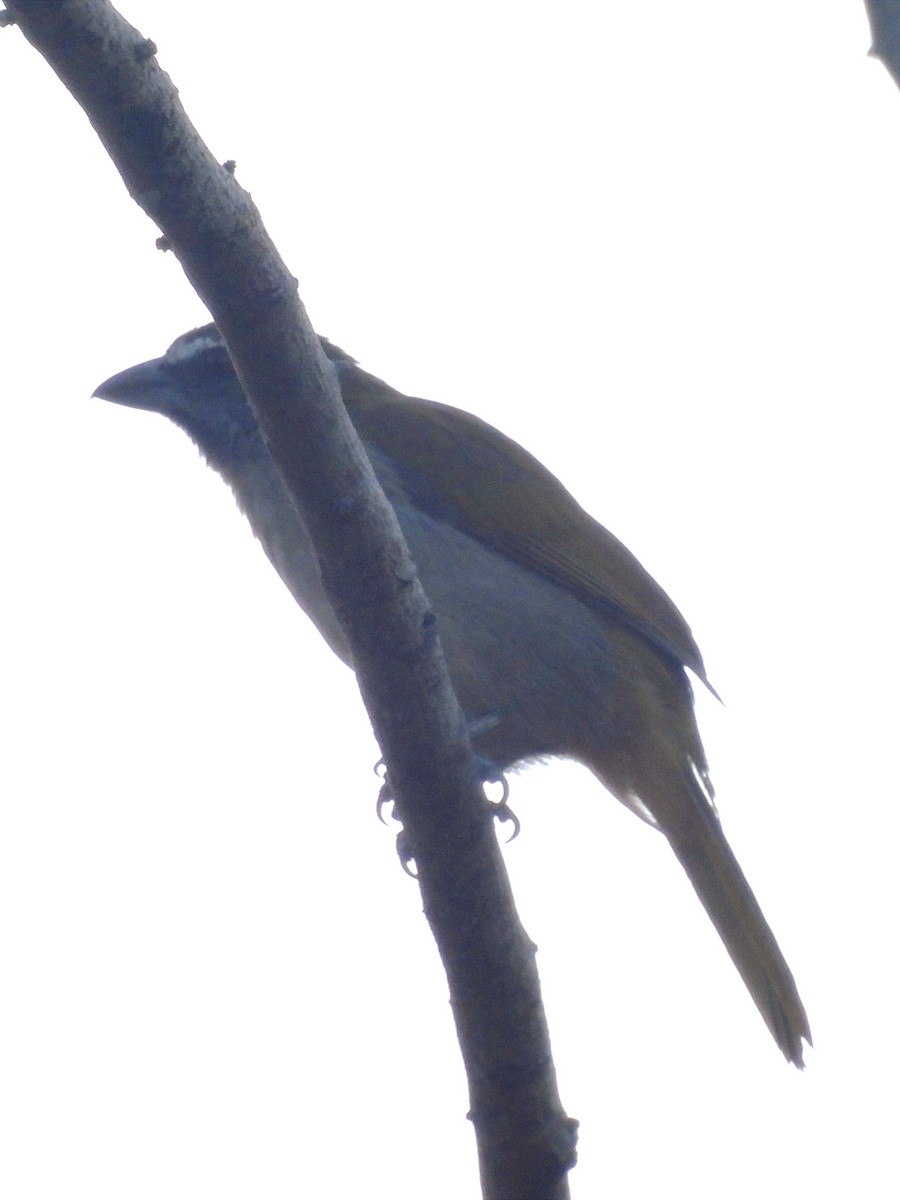 Buff-throated Saltator - ML622056815