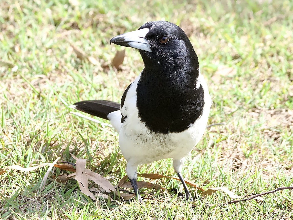 Pied Butcherbird - ML622056837