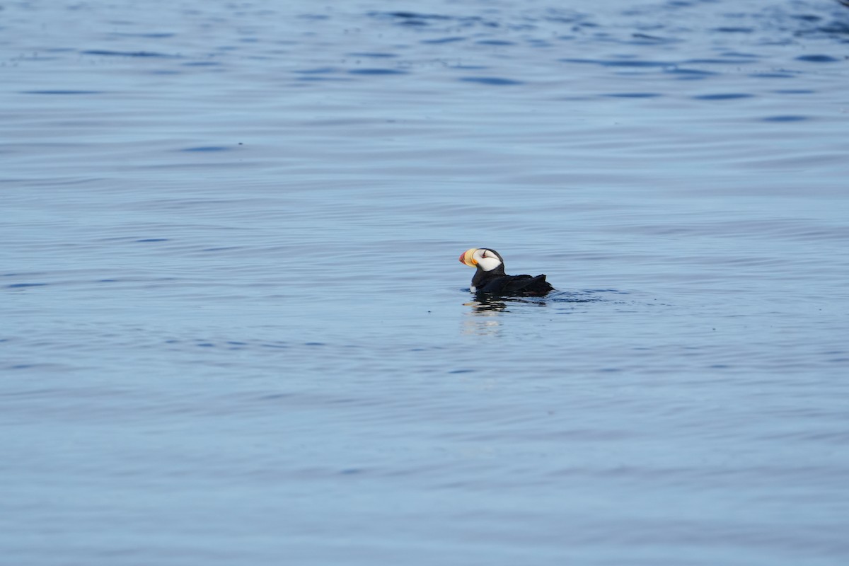 Horned Puffin - ML622056841
