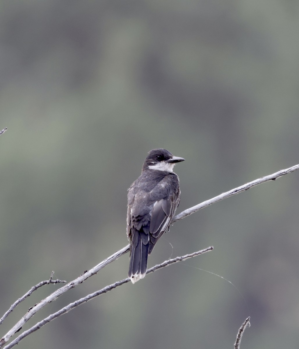 Eastern Kingbird - ML622056842