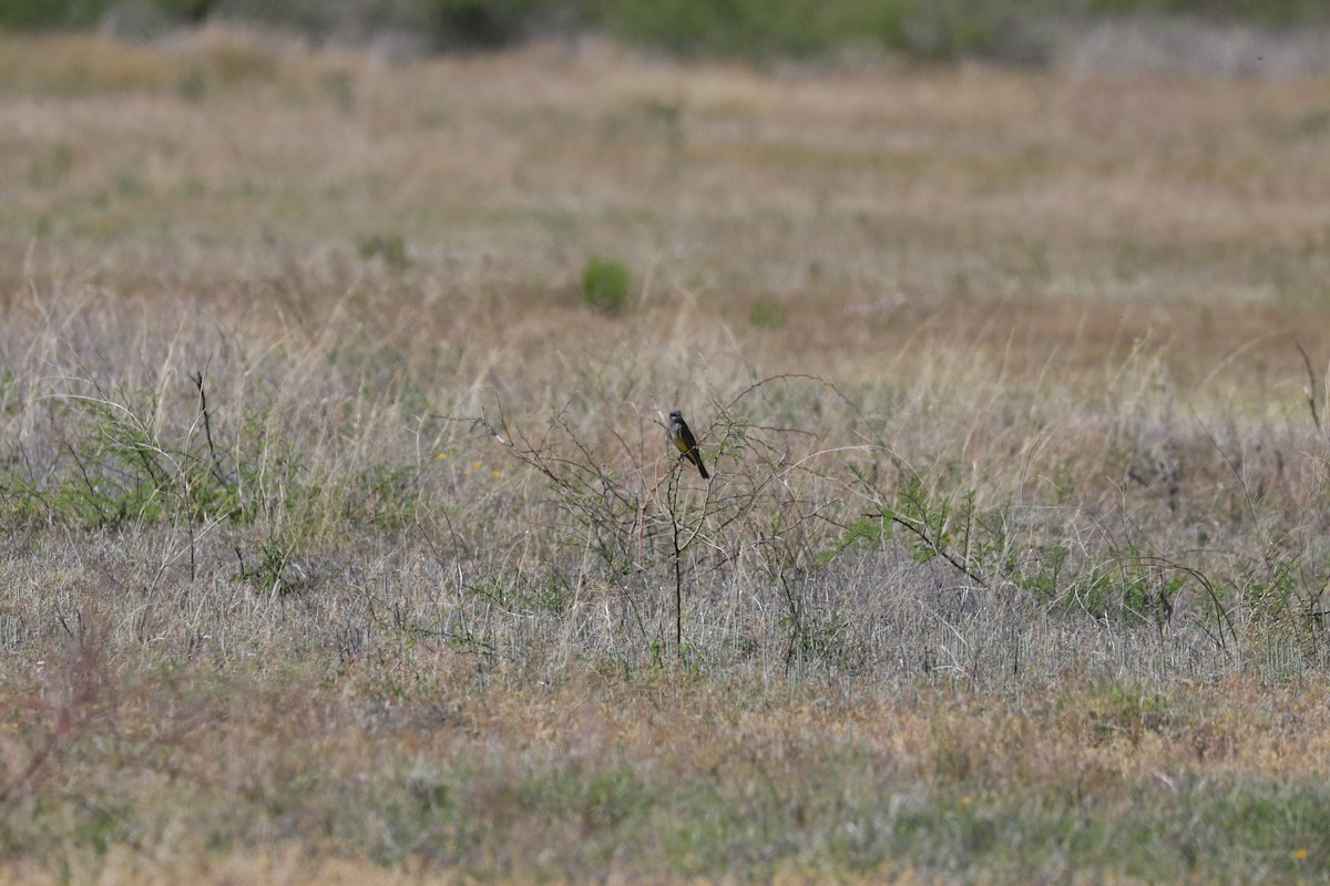 Cassin's Kingbird - ML622056843