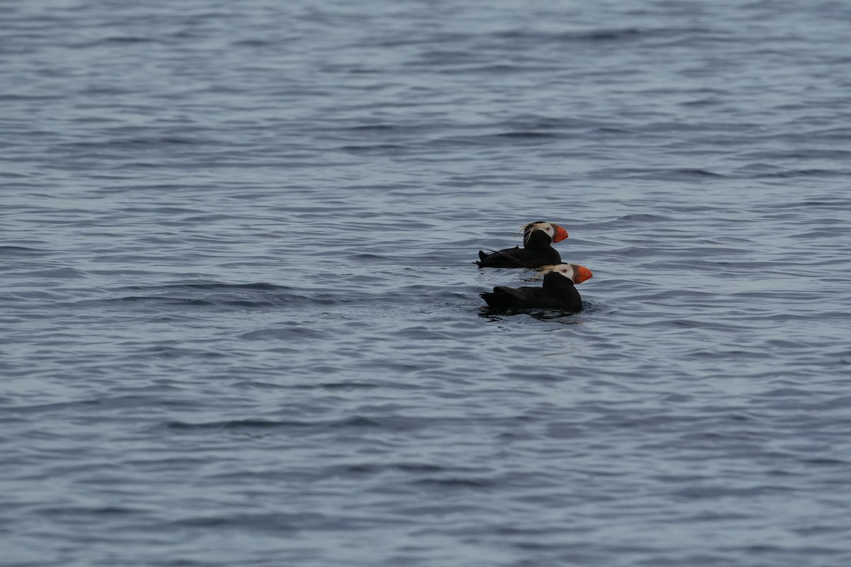 Tufted Puffin - ML622056844
