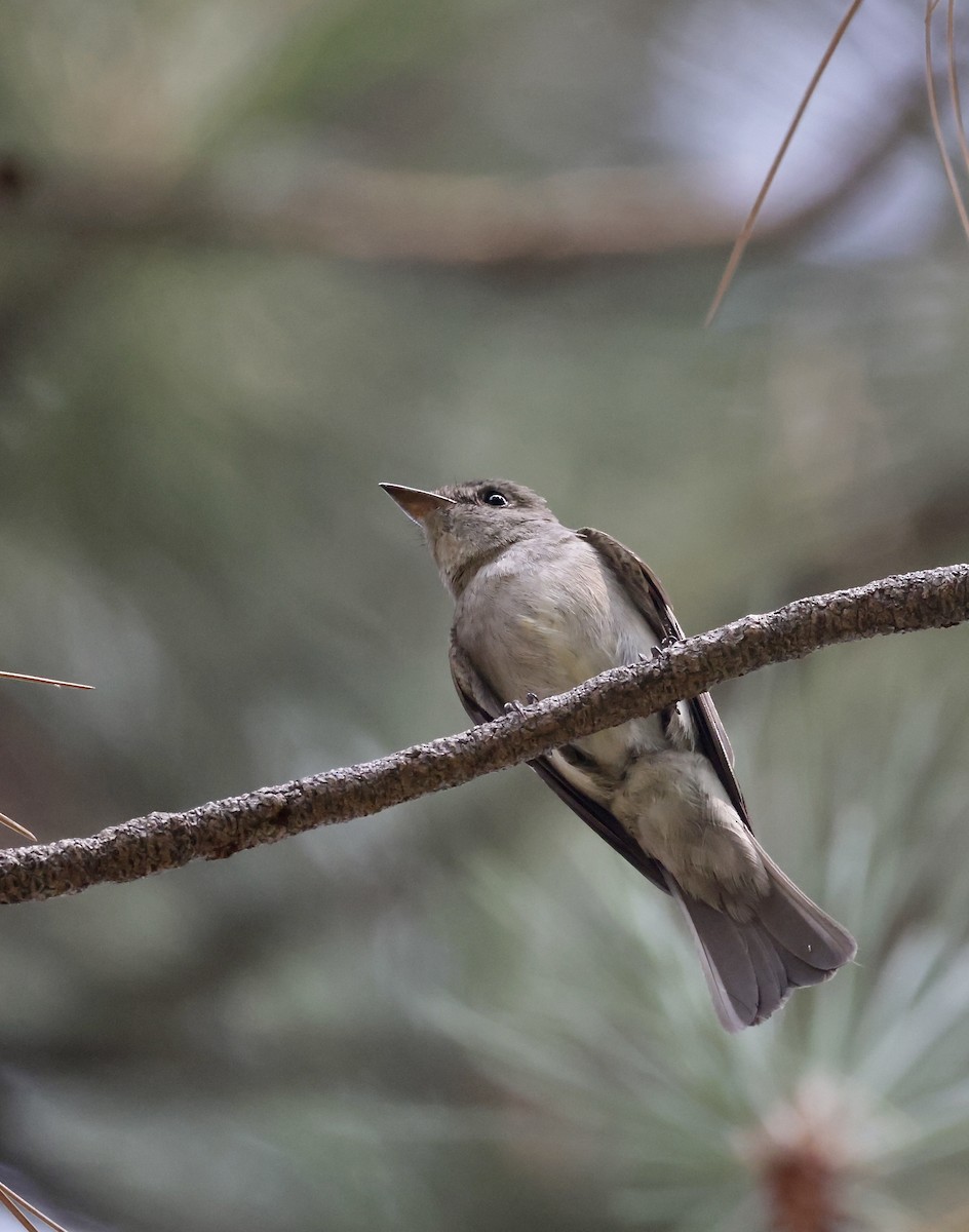 Western Wood-Pewee - ML622056845