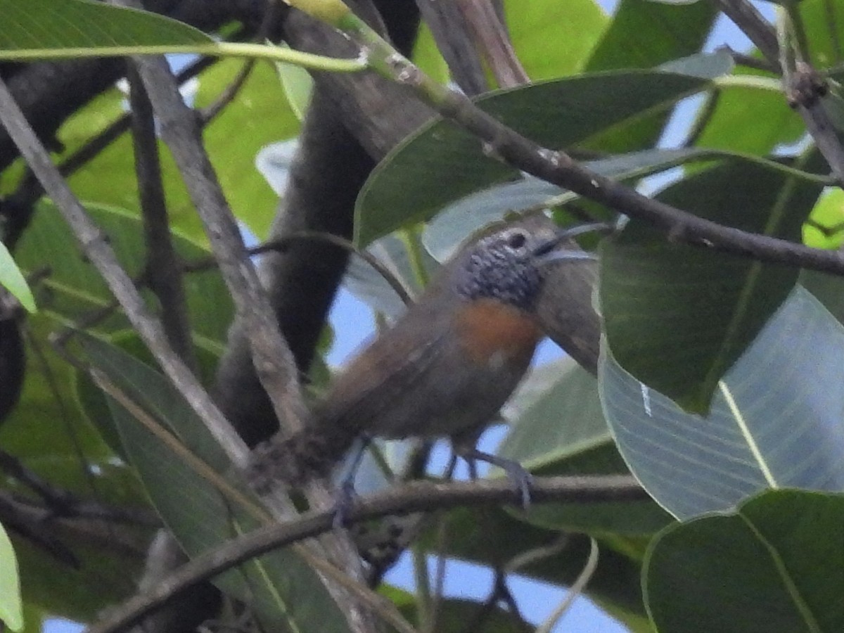 Rufous-breasted Wren - ML622056847