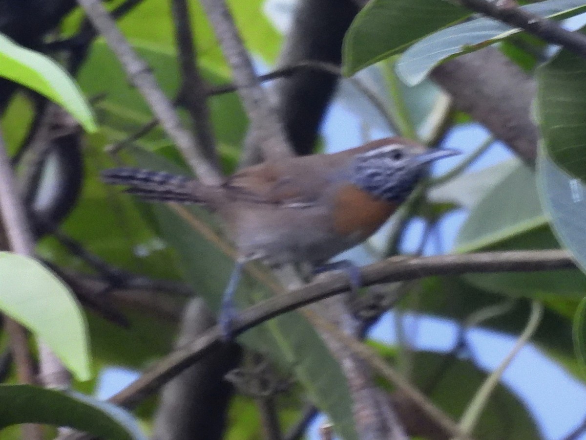 Rufous-breasted Wren - ML622056848