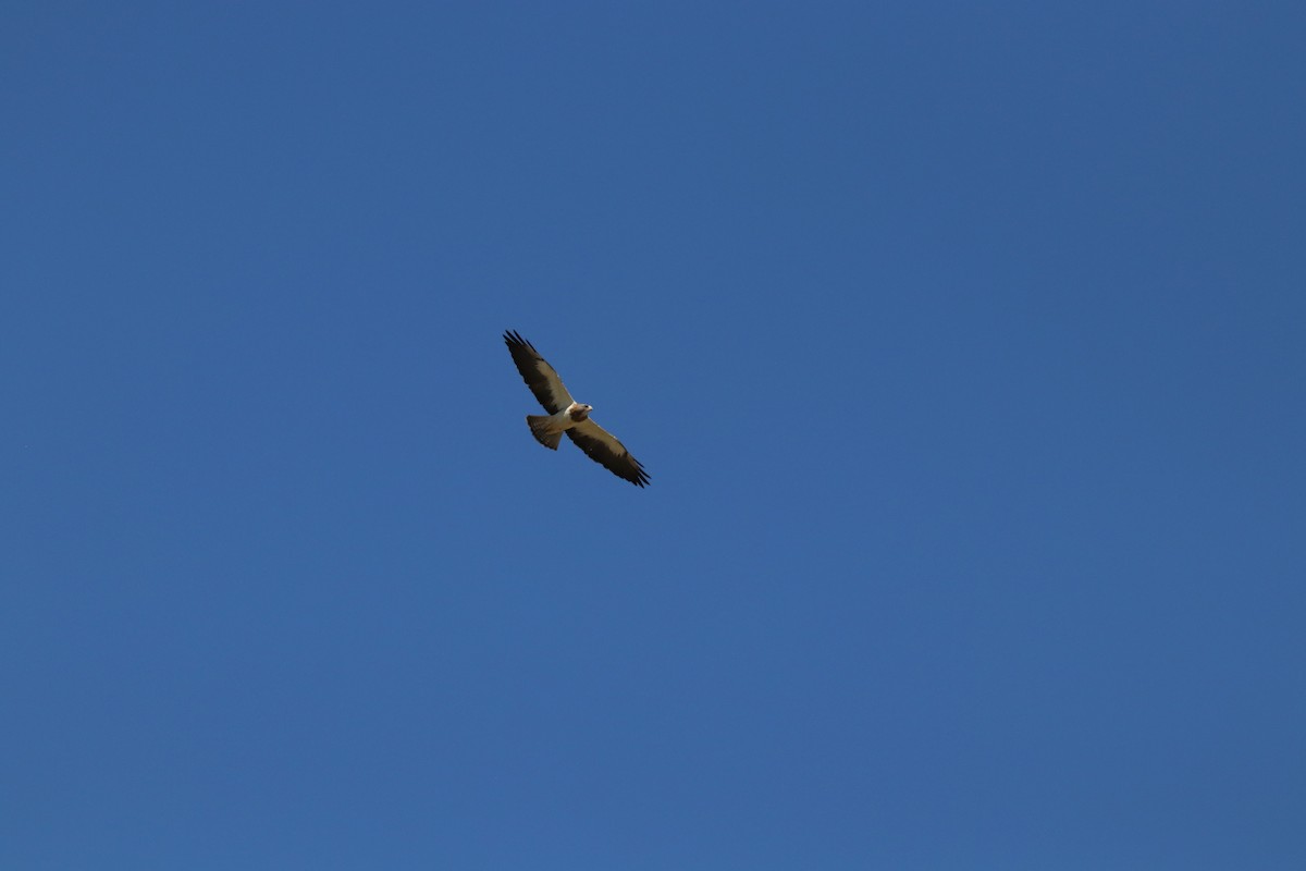 Swainson's Hawk - ML622056849