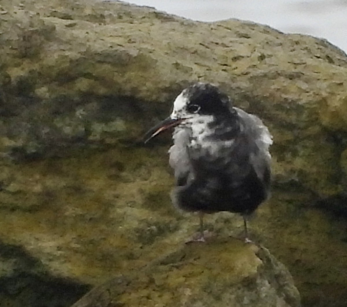 Black Tern - ML622056850