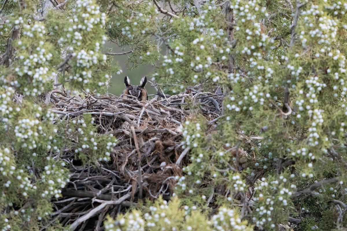 Long-eared Owl - ML622056854