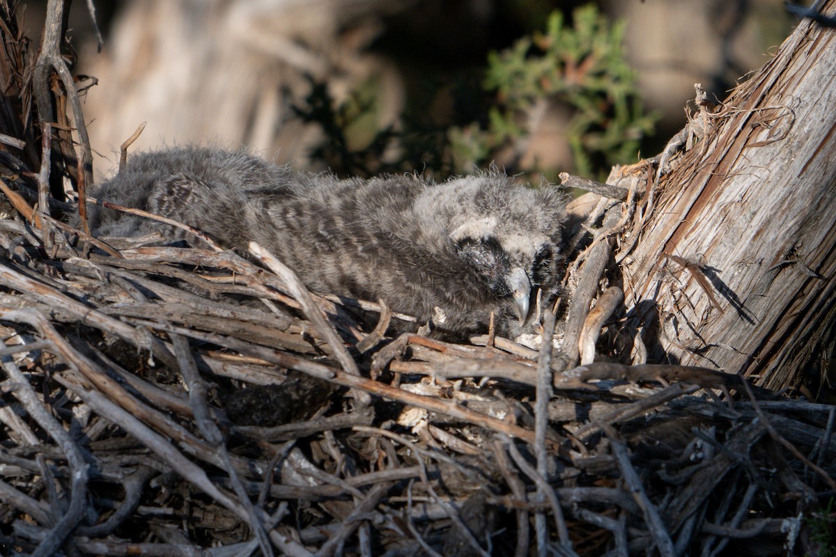 Long-eared Owl - ML622056856