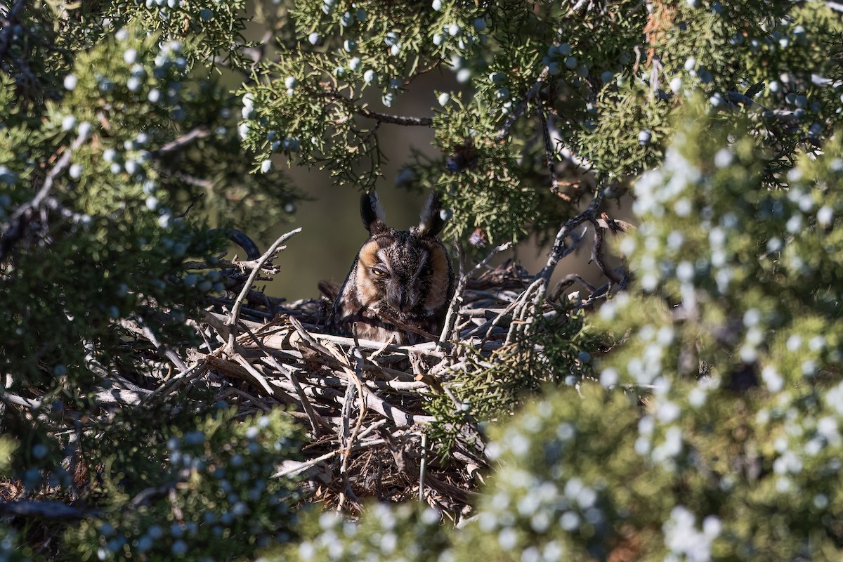 Long-eared Owl - ML622056857