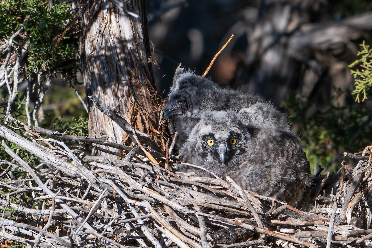 Long-eared Owl - ML622056858