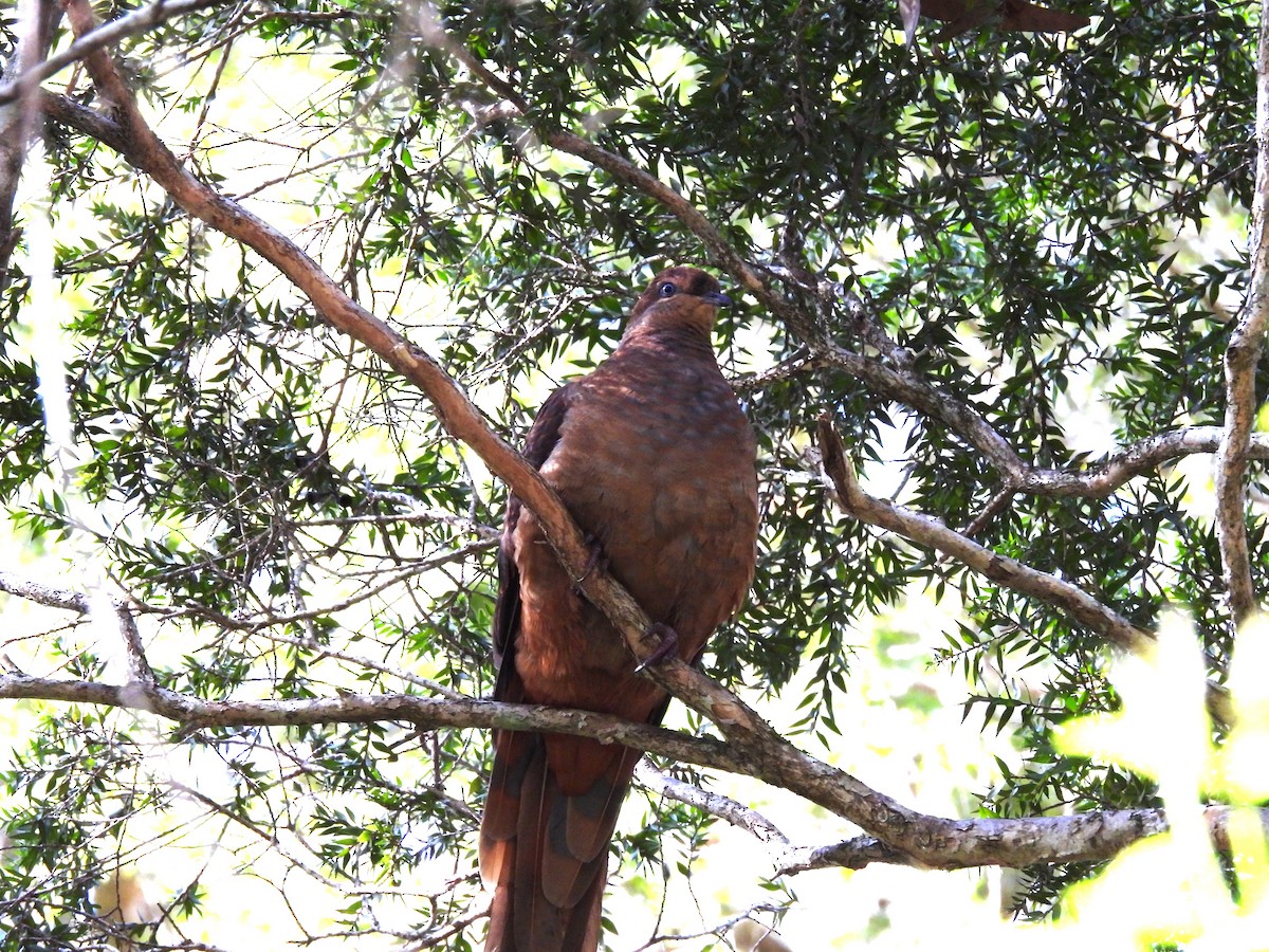 Brown Cuckoo-Dove - ML622056859