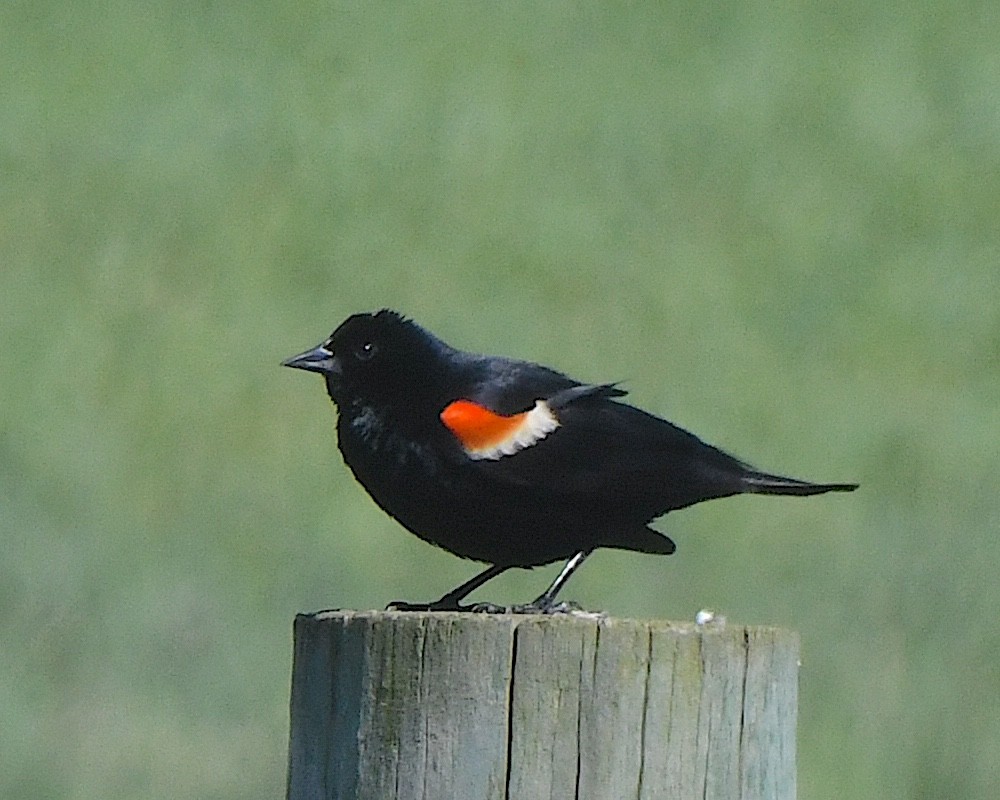 Red-winged Blackbird - ML622056862
