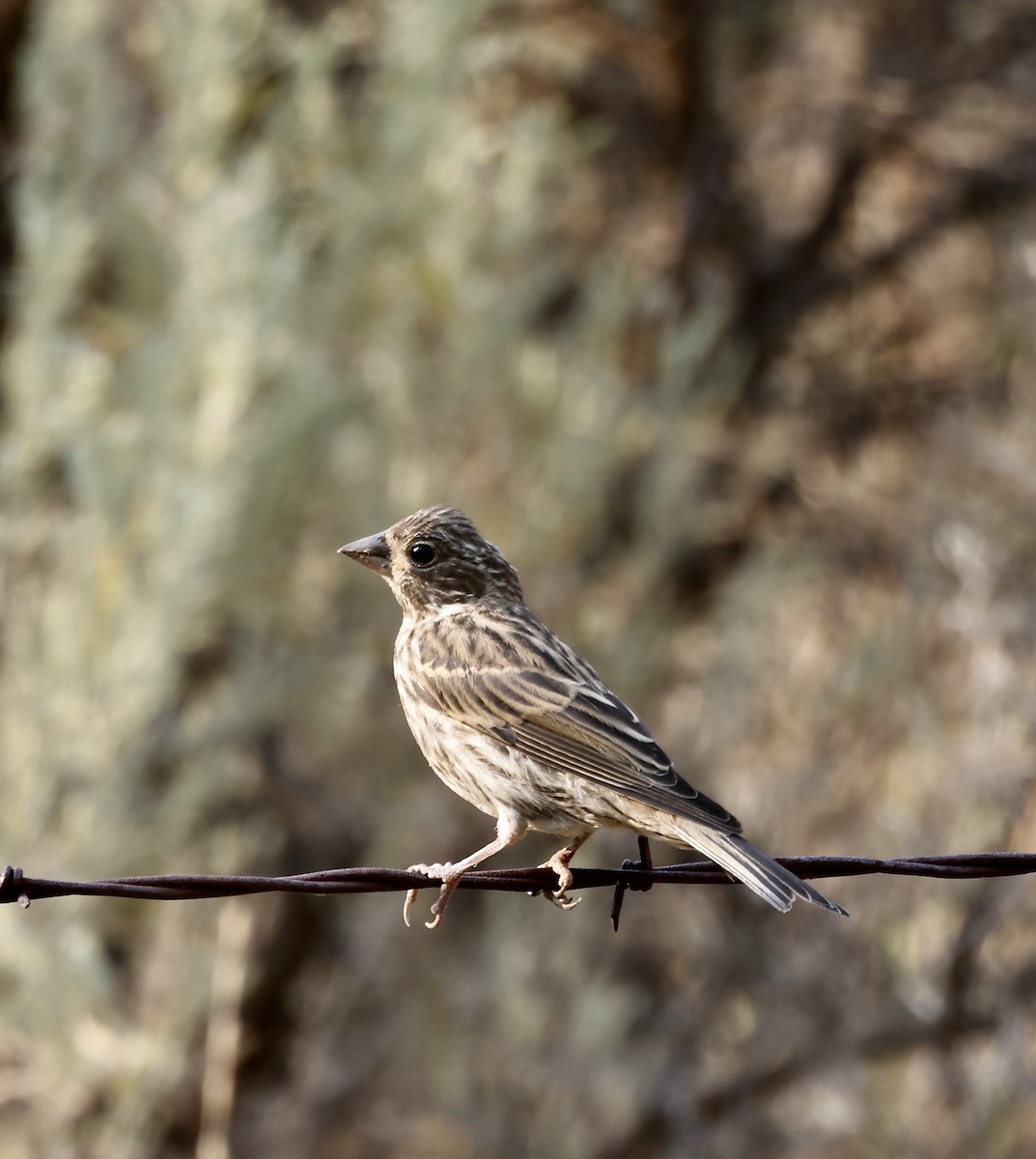 Cassin's Finch - ML622056865