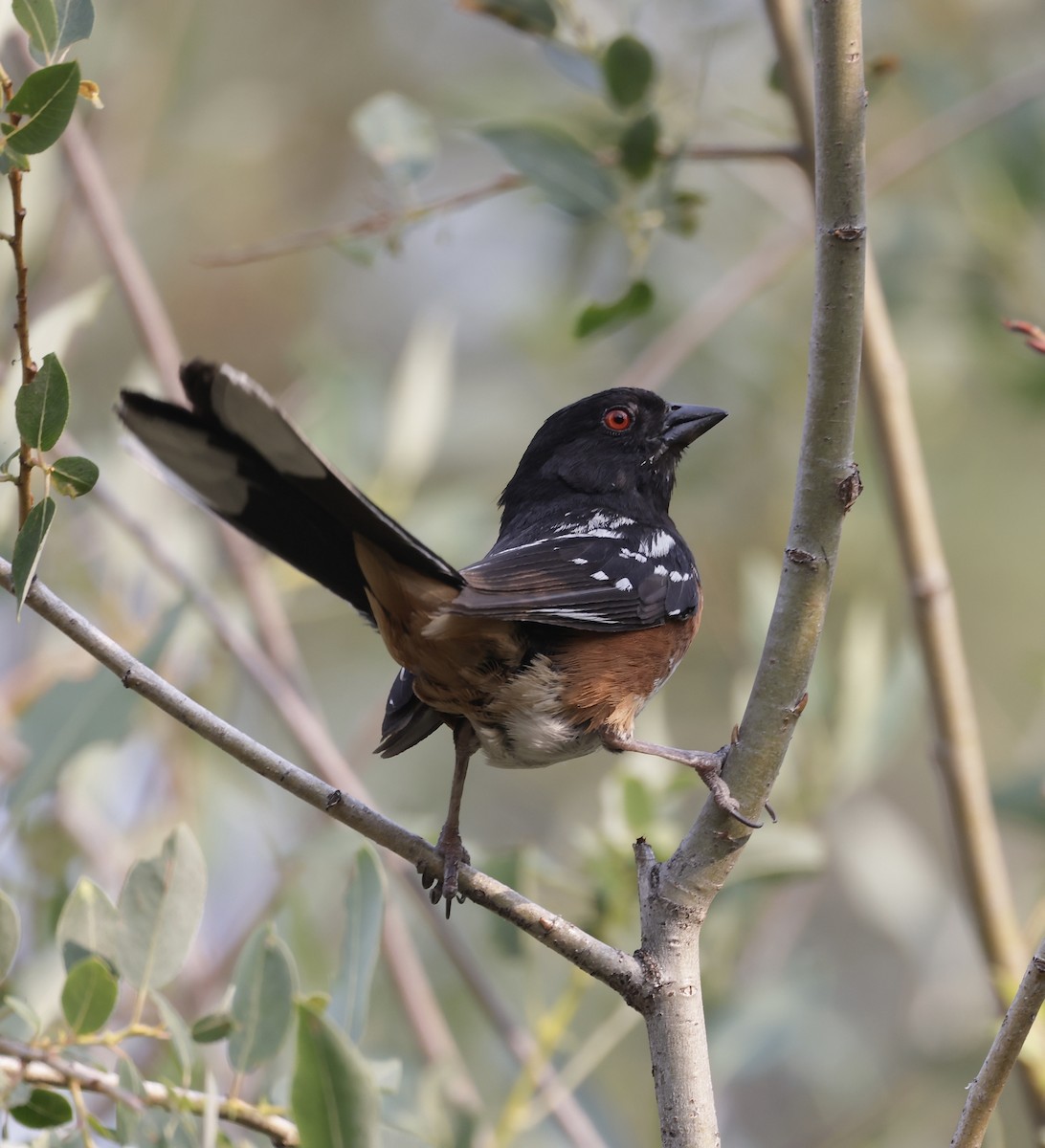 Spotted Towhee - ML622056866