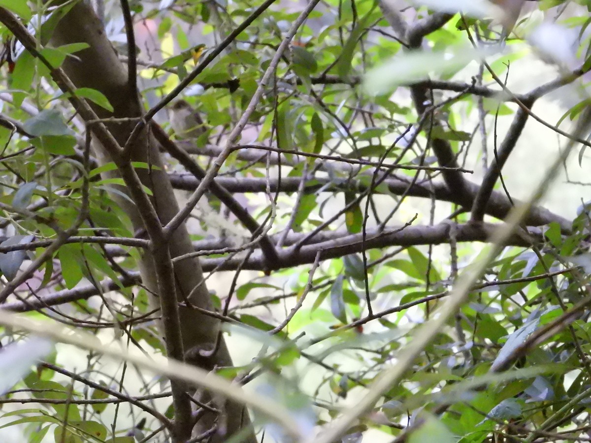 Western Flycatcher - Bill Holland