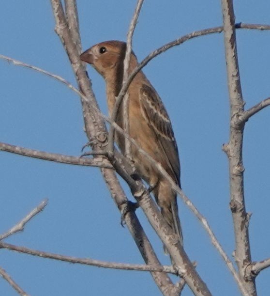 Blue Grosbeak - ML622056868