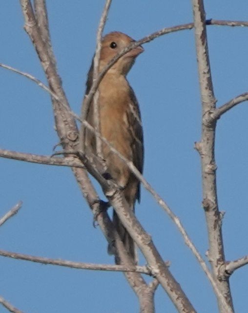 Blue Grosbeak - ML622056869