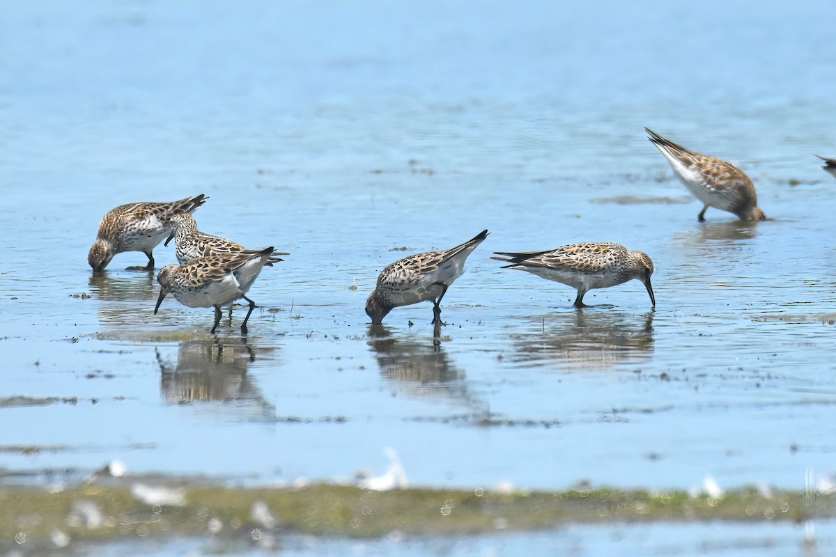 White-rumped Sandpiper - Gigi A