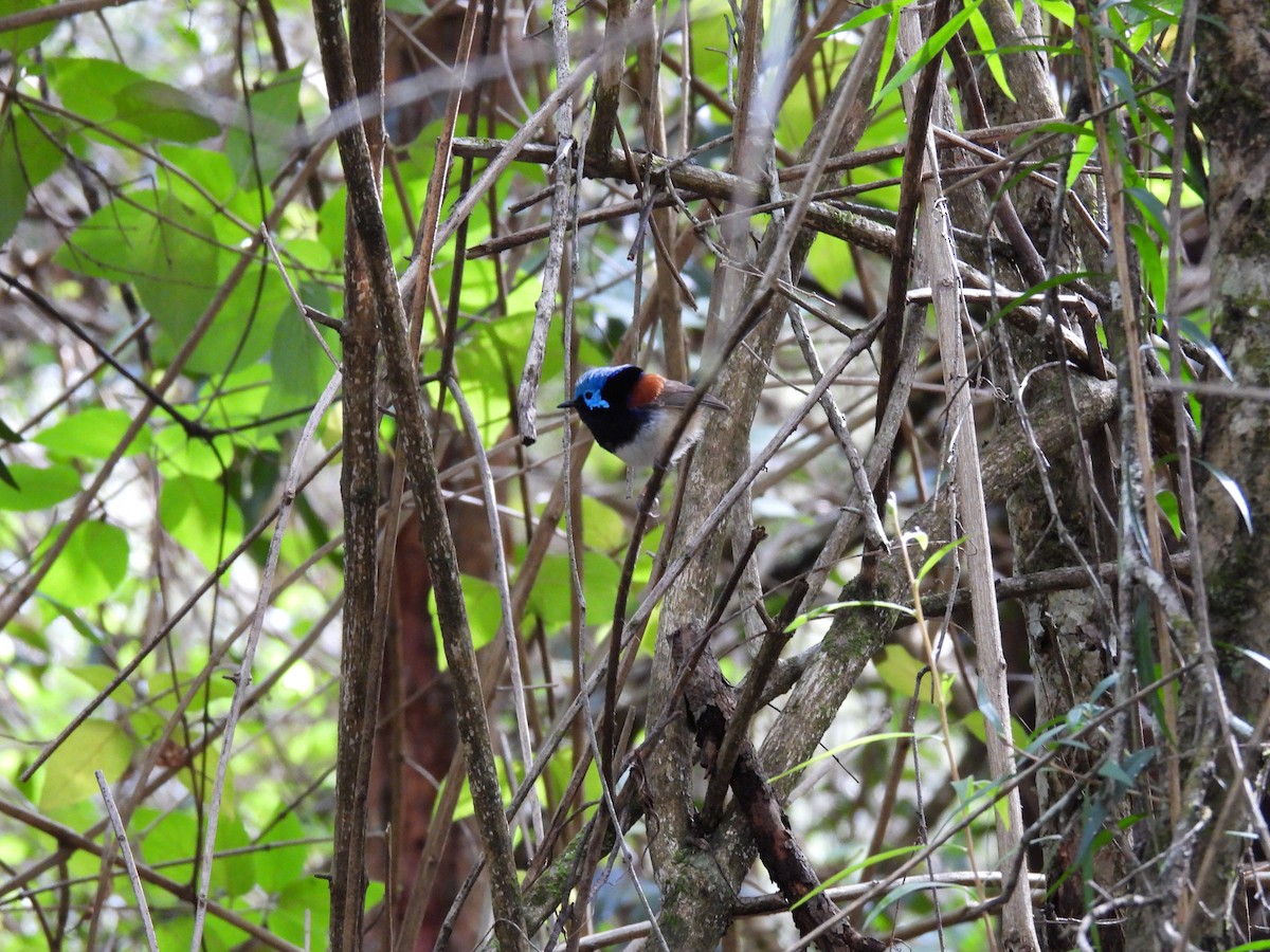 Variegated Fairywren - ML622056871