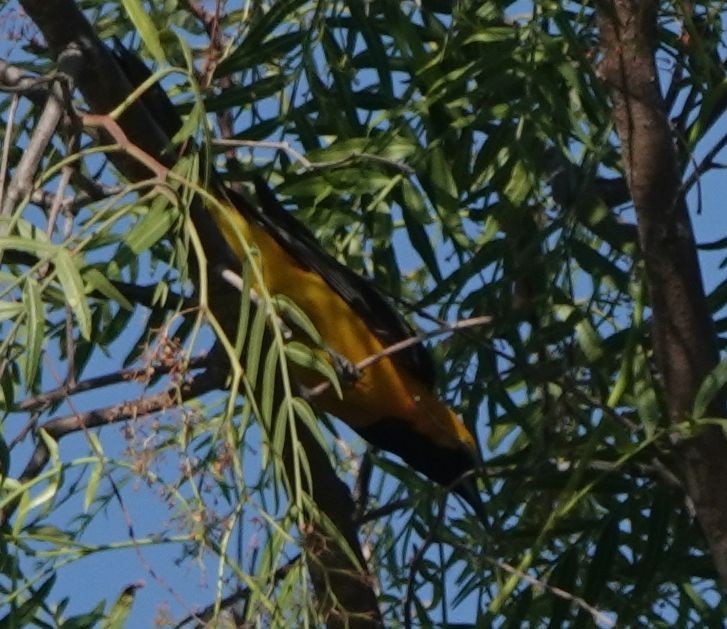 Hooded Oriole - ML622056872