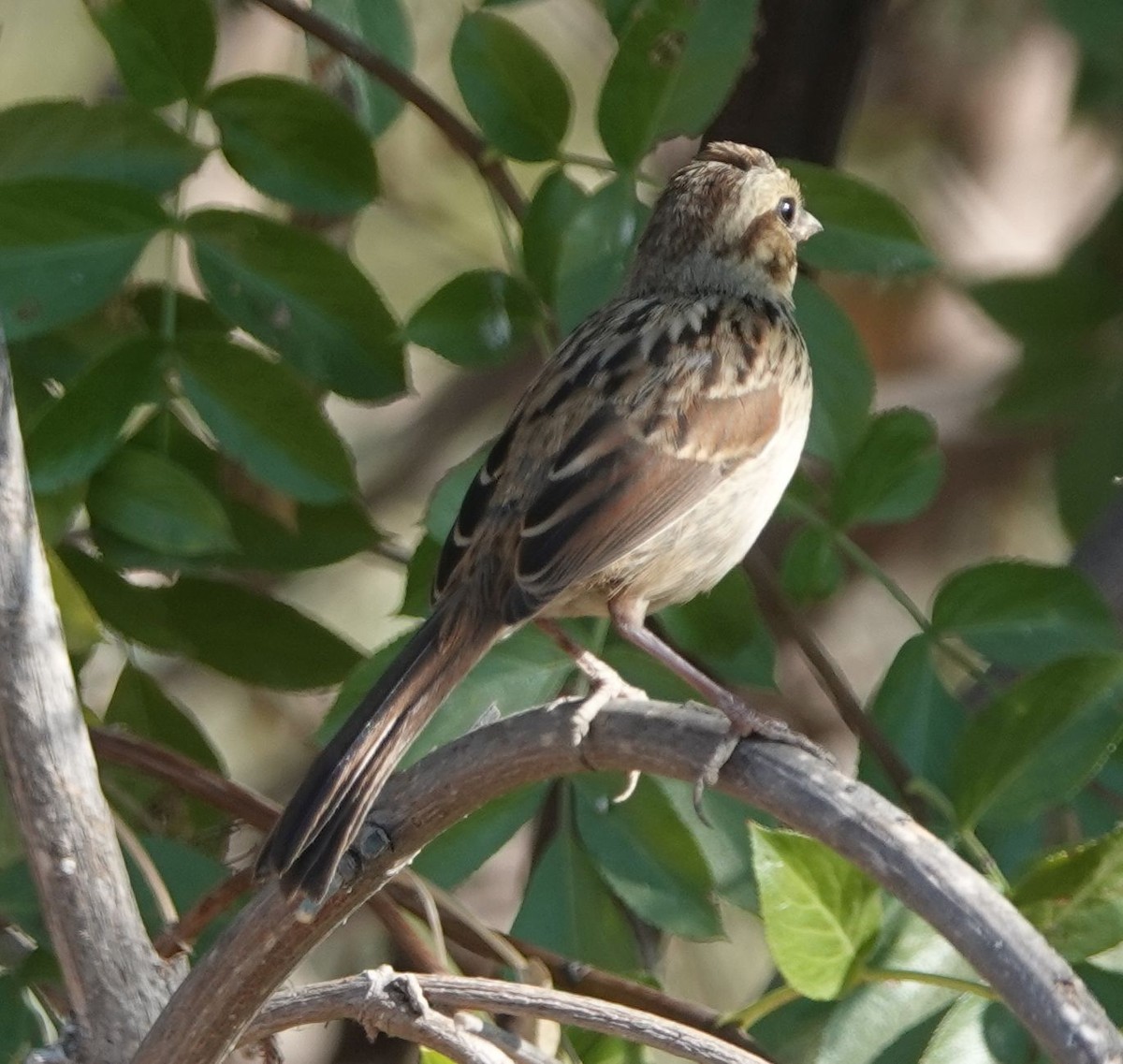 Song Sparrow - ML622056873