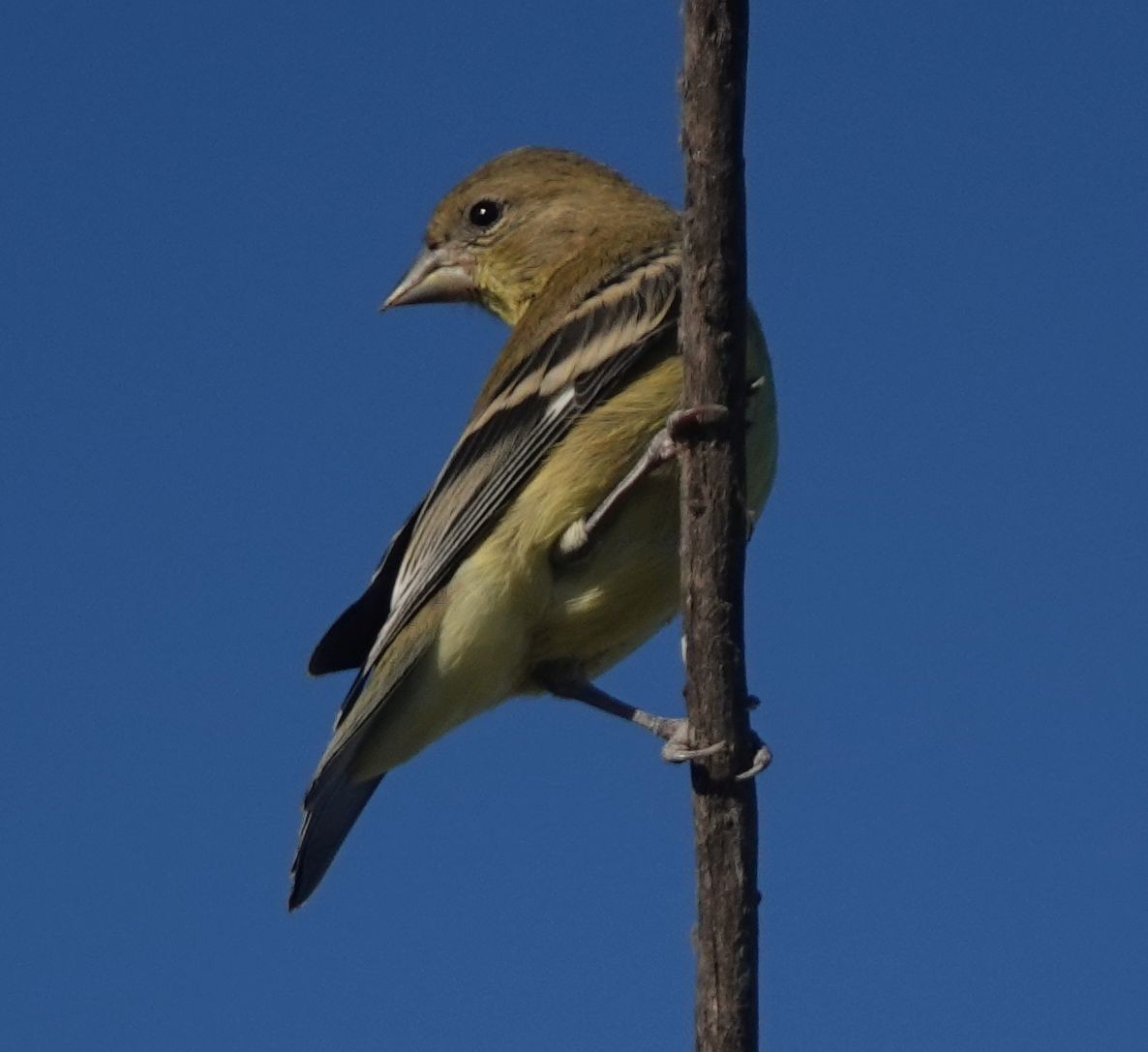 American Goldfinch - ML622056874