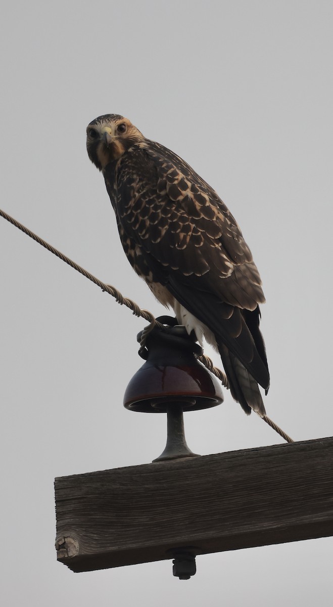 Swainson's Hawk - Rick Vetter