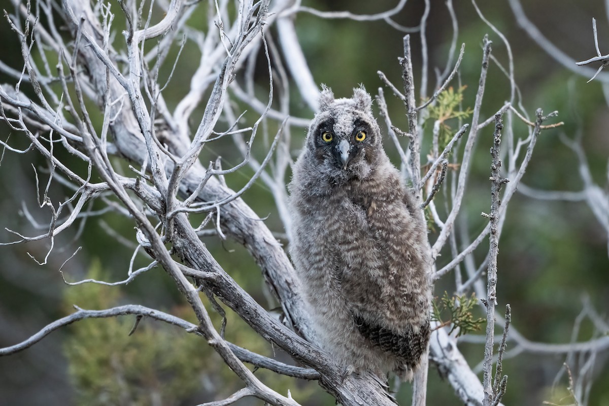 Long-eared Owl - ML622056933