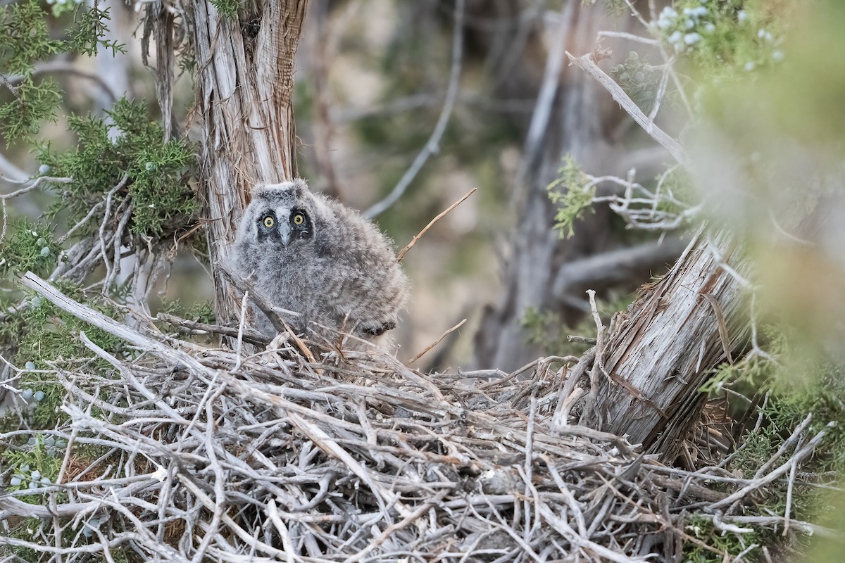 Long-eared Owl - ML622056934