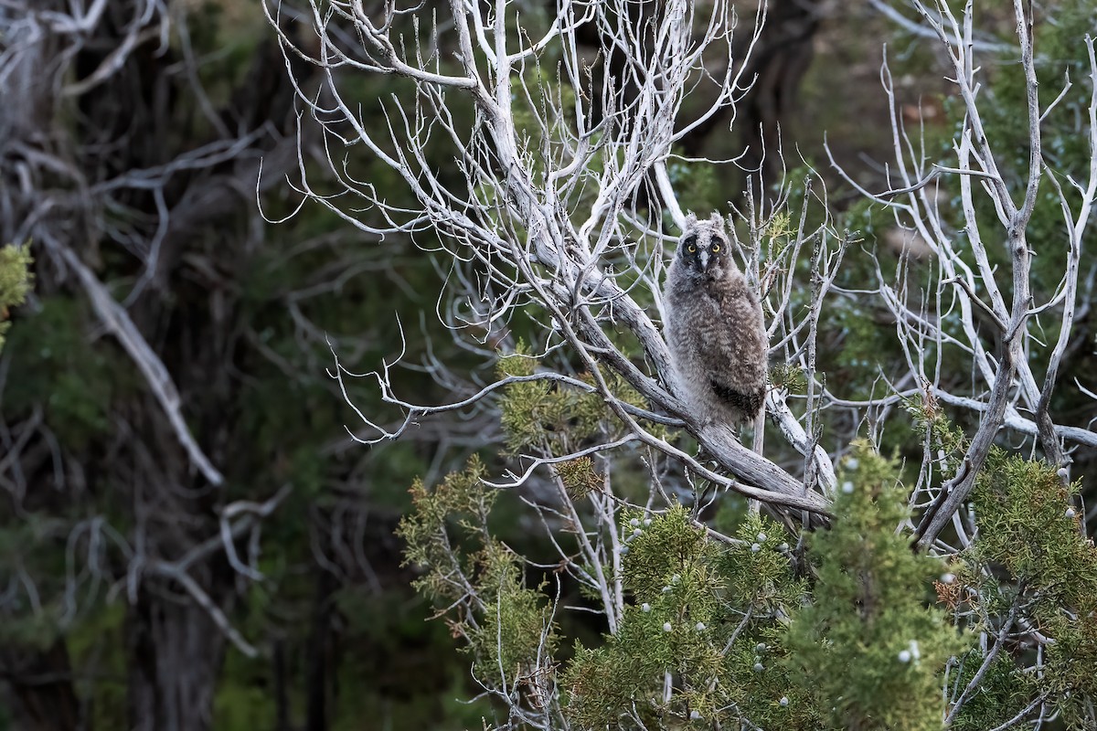 Long-eared Owl - ML622056935