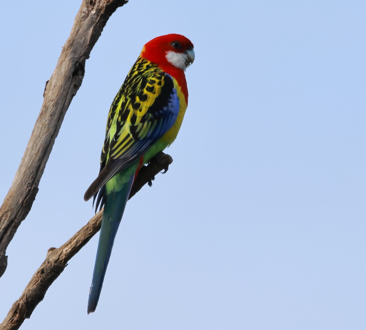 Eastern Rosella - ML622056936