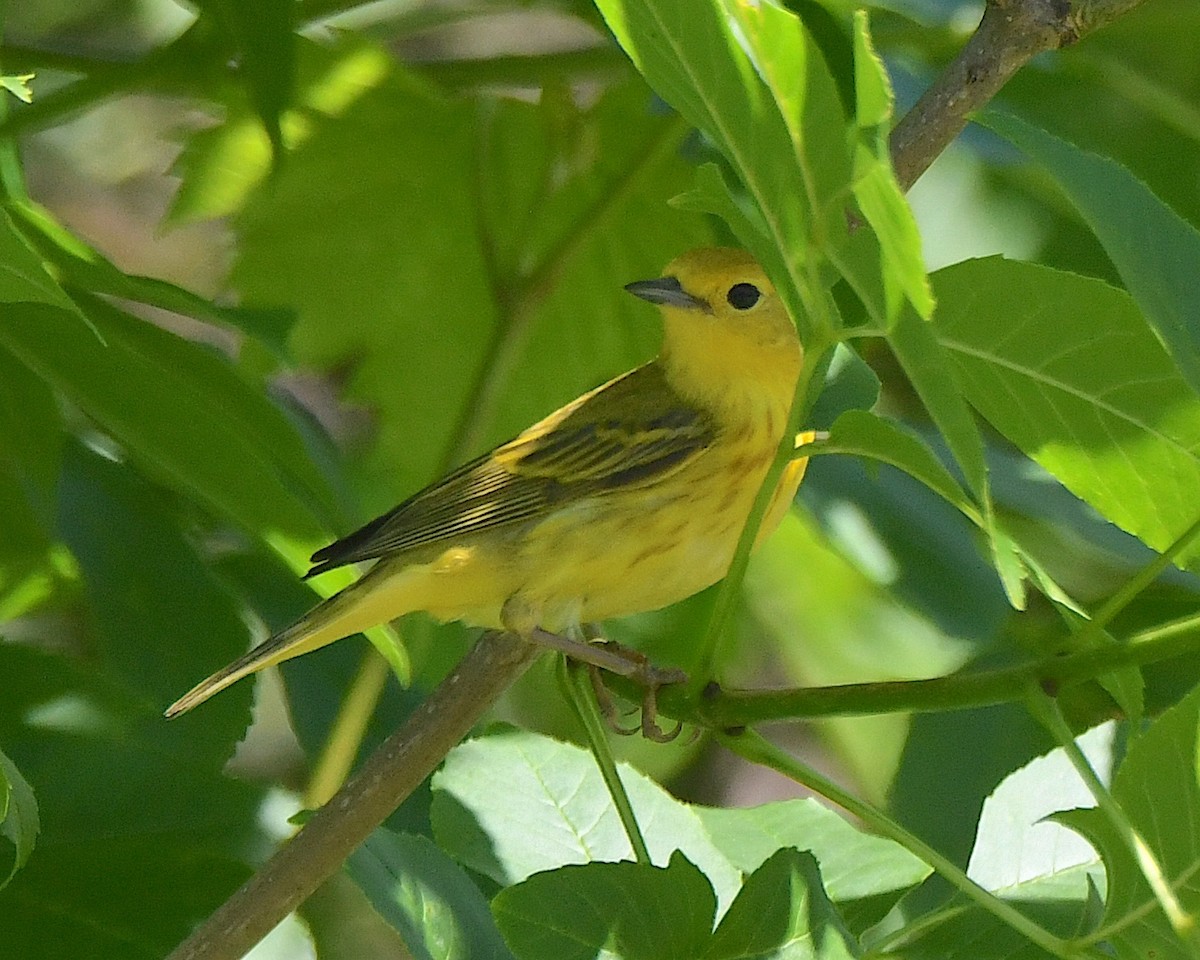 Yellow Warbler - ML622056937