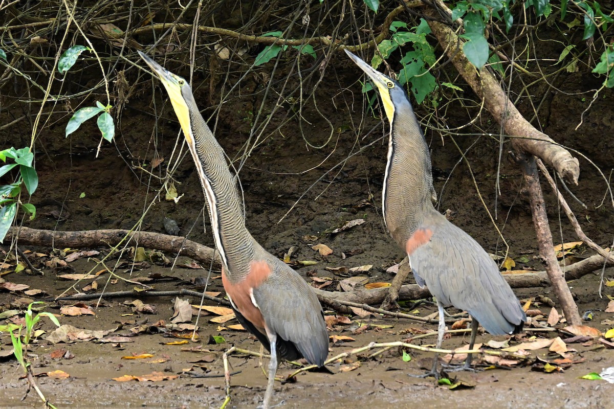 Bare-throated Tiger-Heron - Esteban Jara Segura