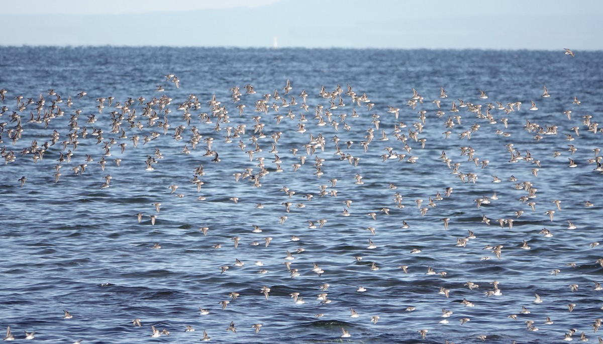 Western Sandpiper - ML622056939