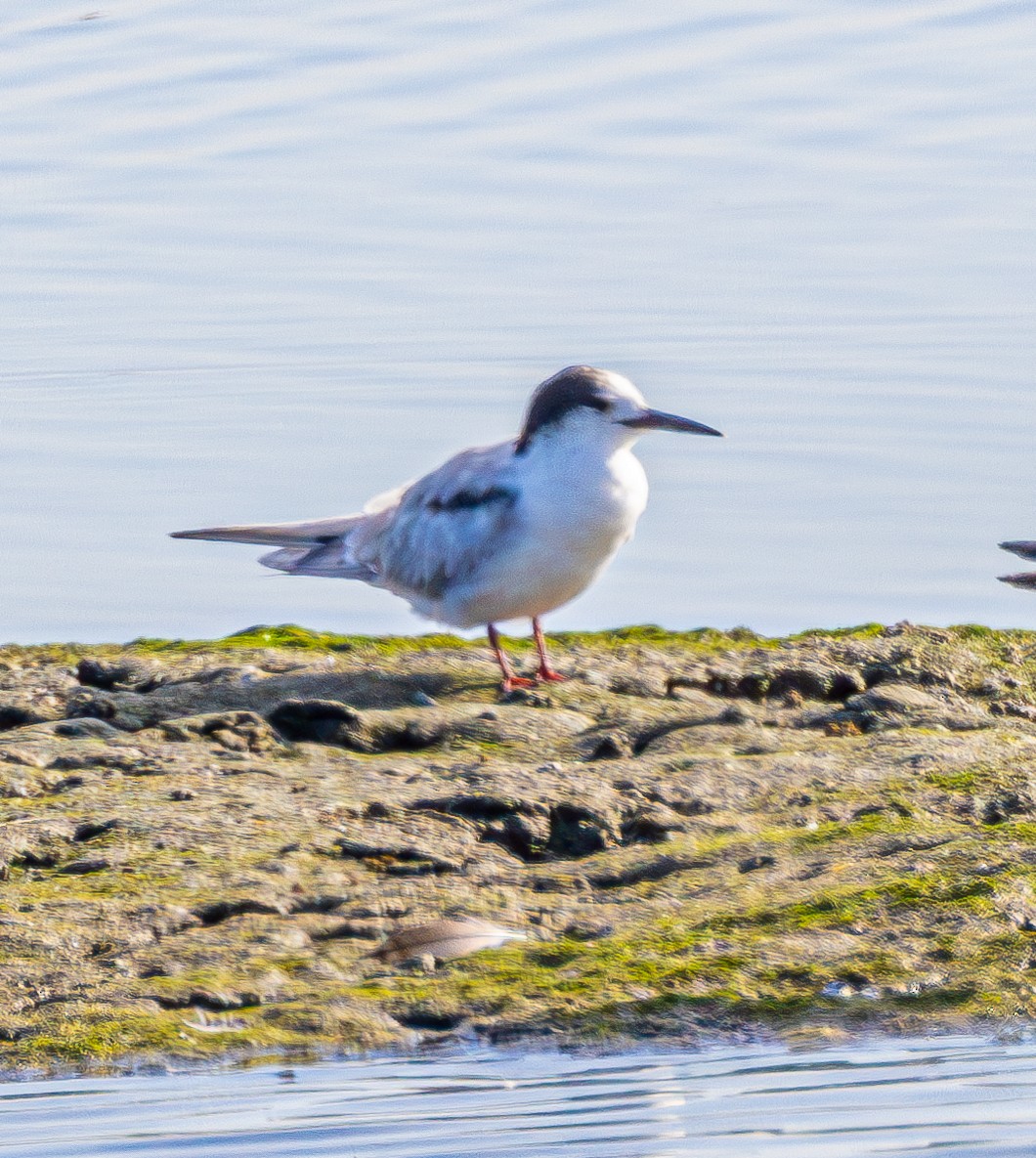 Common Tern - Ben  Valdez