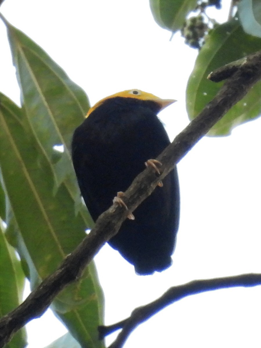 Golden-headed Manakin - ML622056941